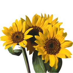 sunflower_02.jpg