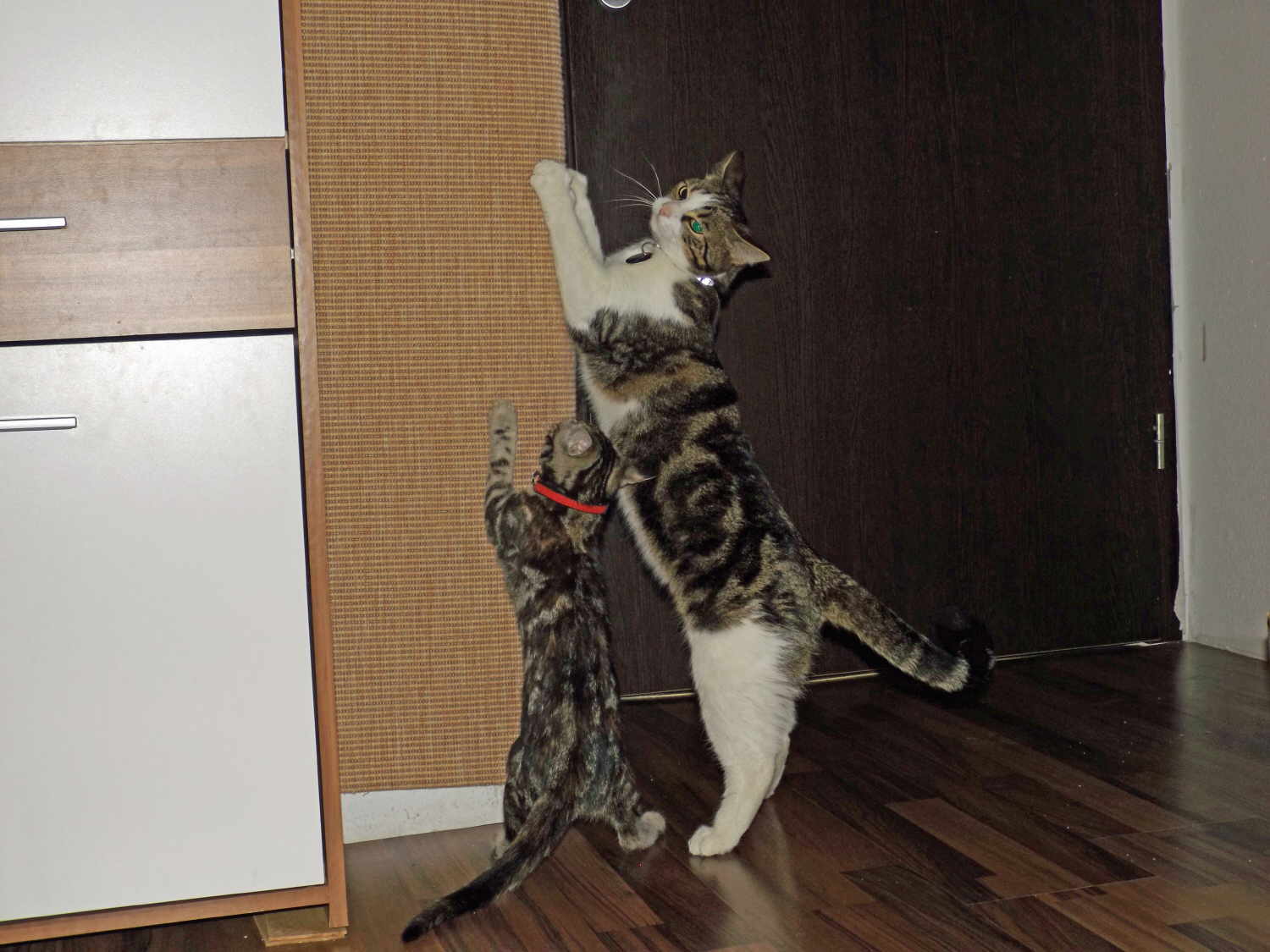 d