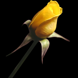 banner\rose_yellow_01.jpg